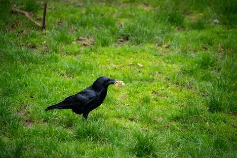 A compelling capture of a sleek black crow, holding a discovery firmly in its Stock Photos