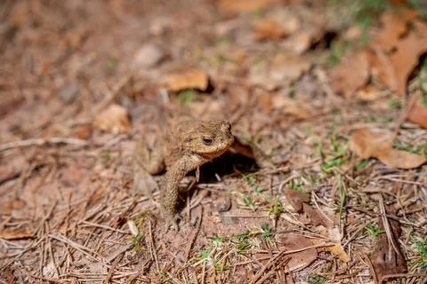 A compelling close-up portrait of a common toad (Bufo bufo) camouflaged perfe Stock Photos