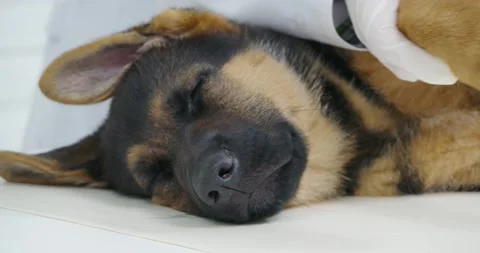 Competent doctor in gloves doing check up for little puppy Stock Footage 171621941