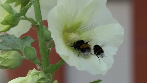 Competition of 2 bumblebees, for a beautiful white flower bud Stock Rose. Stock Footage 133827501