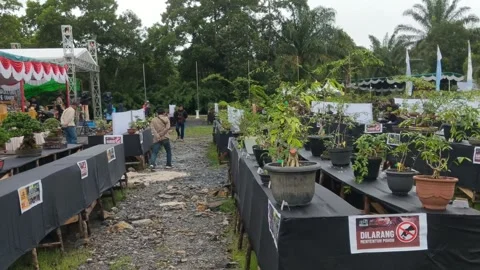 Competition for all Bonsai Stock Footage 261675190