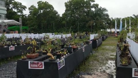 Competition for all Bonsai Stock Footage 261675427