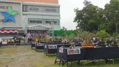 Competition for all Bonsai plants Stock Footage 261841992