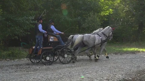 Competition harness with two white horses running, slow motion Stock Footage 80571479