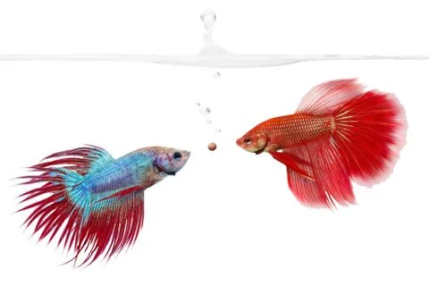 The competition Stock Photos