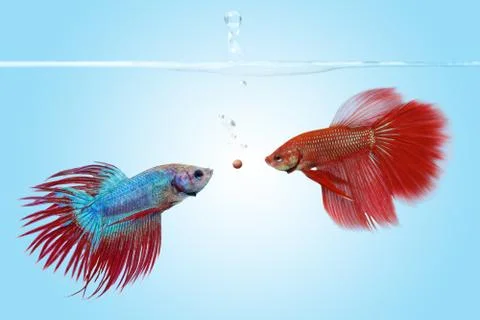 The competition Stock Photos