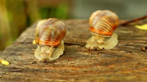 Competition in speed between two big snails Stockfoto's