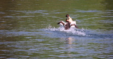 Competitor and rival of Great Crested Grebe bird waterfowl fighting with fierce Stock Footage