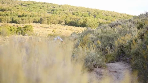 Competitors ride in the annual Point 2 Point Mountain Bike Race, Utah. Stock Footage 106789521