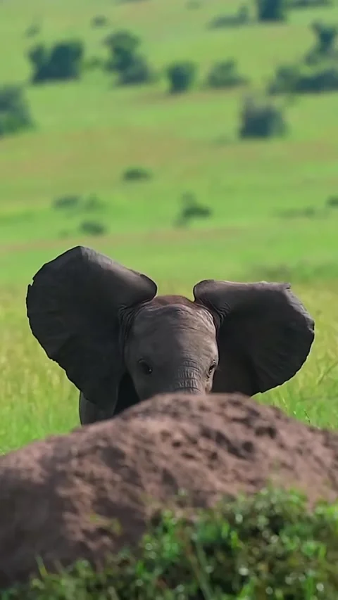 Compilation of amazing animals in the wild Stock Footage 319374588