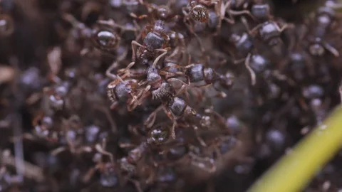 Compilation of Ant Colony in Grass 스톡 동영상 91498118