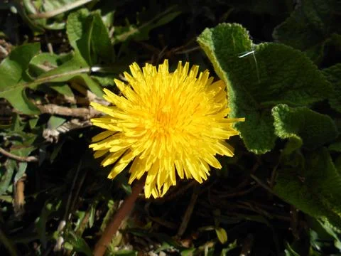 Compilation of flowers macro 1 Stock Photos