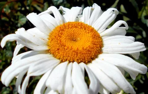 Compilation of flowers macro 12 Foto stock
