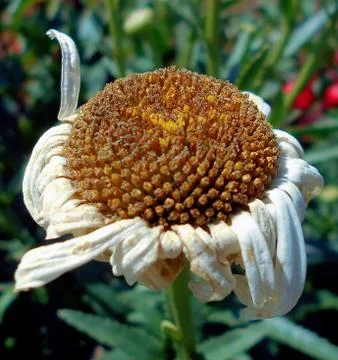 Compilation of flowers macro 13 Foto stock
