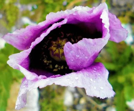 Compilation of flowers macro 15 Stock Photos