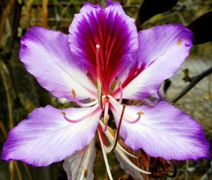 Compilation of flowers macro 16 Stock Photos