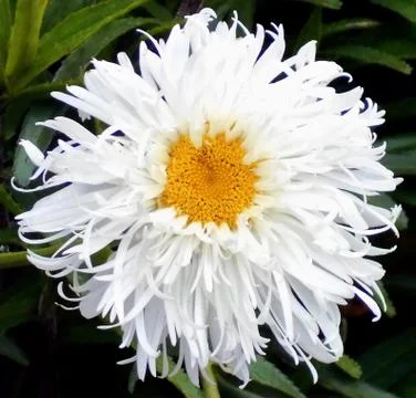 Compilation of flowers macro 17 Stock Photos