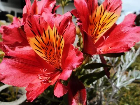 Compilation of flowers macro 18 Foto stock