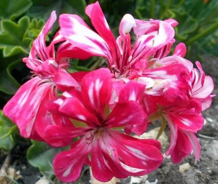 Compilation of flowers macro 19 Stock Photos