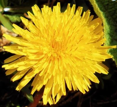 Compilation of flowers macro 2 Stock Photos