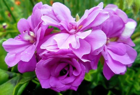 Compilation of flowers macro 20 Foto stock