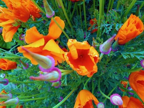 Compilation of flowers macro 21 Stock Photos