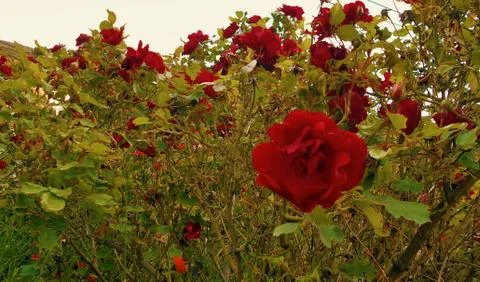 Compilation of flowers macro 22 Foto stock