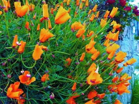 Compilation of flowers macro 23 Foto stock