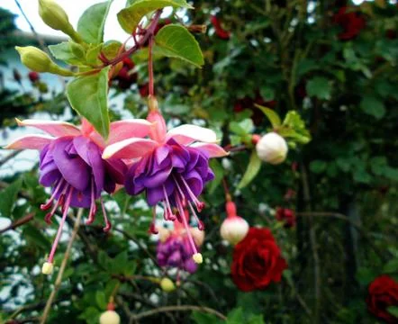 Compilation of flowers macro 24 Stock Photos