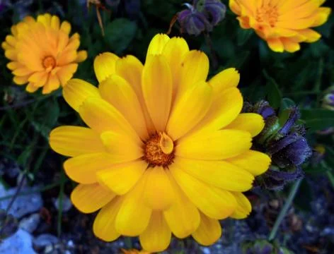 Compilation of flowers macro 25 Foto stock