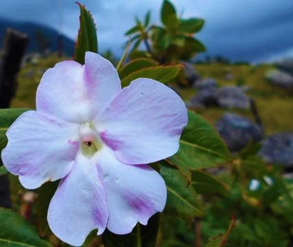 Compilation of flowers macro 26 Stock Photos