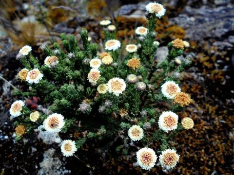 Compilation of flowers macro 27 Stock Photos