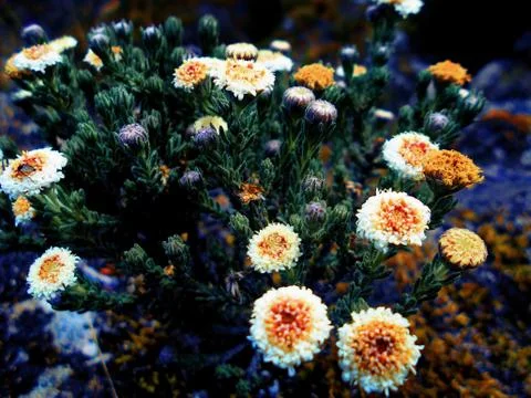 Compilation of flowers macro 28 Stock Photos