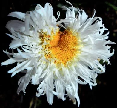 Compilation of flowers macro 29 Stock Photos