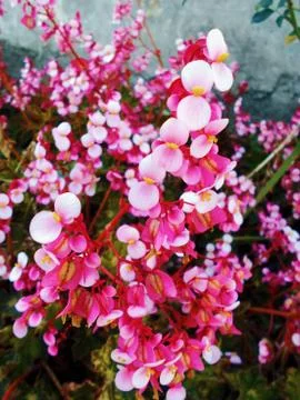 Compilation of flowers macro 3 스톡 사진