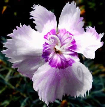 Compilation of flowers macro 30 Stock Photos