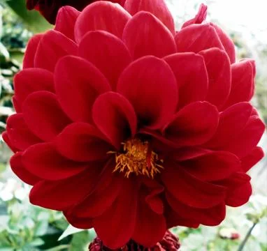 Compilation of flowers macro 31 Stock Photos