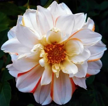 Compilation of flowers macro 32 Stock Photos