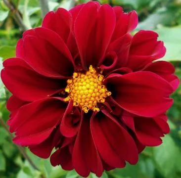 Compilation of flowers macro 34 Foto stock