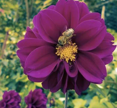 Compilation of flowers macro 35 Stock Photos