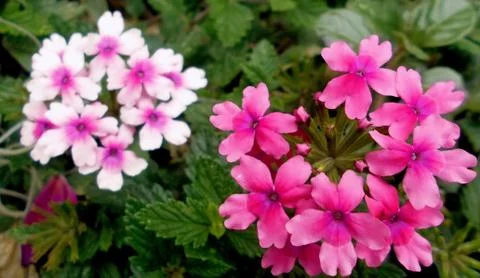 Compilation of flowers macro 36 Stock Photos