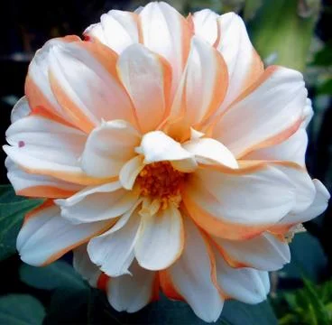 Compilation of flowers macro 37 Stock Photos