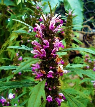 Compilation of flowers macro 38 Stock Photos