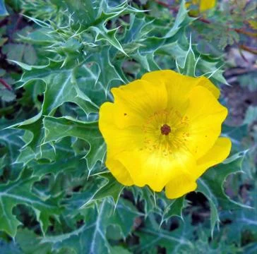 Compilation of flowers macro 39 Stock Photos