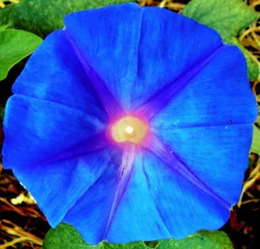 Compilation of flowers macro 4 Stock Photos