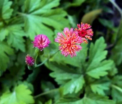 Compilation of flowers macro 41 Stock Photos