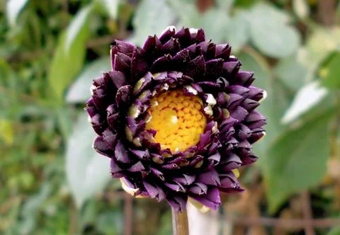 Compilation of flowers macro 42 Foto stock