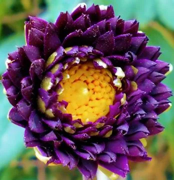 Compilation of flowers macro 43 Foto stock