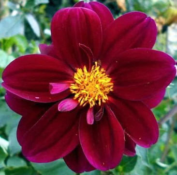 Compilation of flowers macro 44 Stock Photos