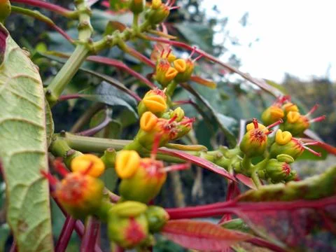 Compilation of flowers macro 45 Stock Photos